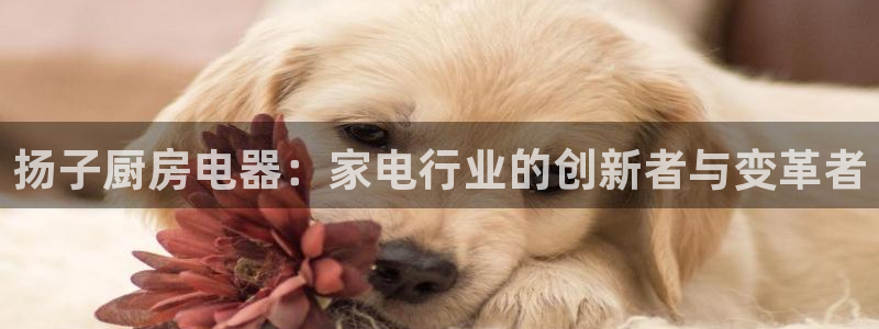 鸿运平台是骗子平台吗