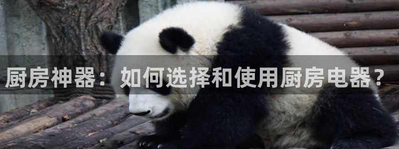 鸿运彩票平台带玩